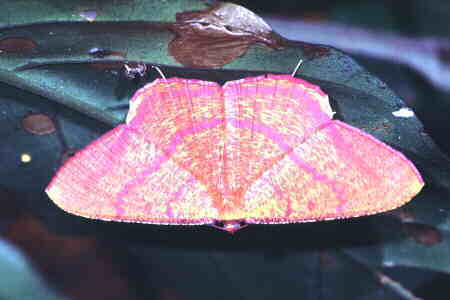 Eumelia rosalia