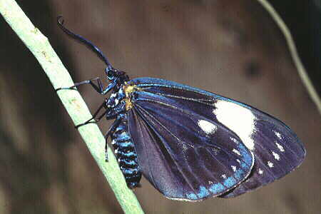 Sabah Moth