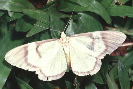 Celerena signata(?)