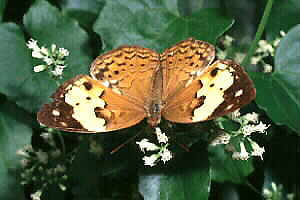 The Rustic (Cupha erymanthis lotis). Copyright © Chin Fah Shin
