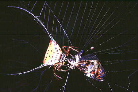 Spiny-backed Spider with prey. Copyright © Chin Fah Shin.