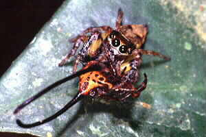 Spider eats spider