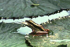 Frog With Fish
