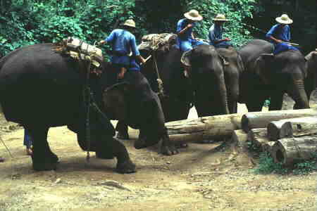 Jumbos stacking logs.