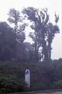 Trees festooned with moss in the cloud forest