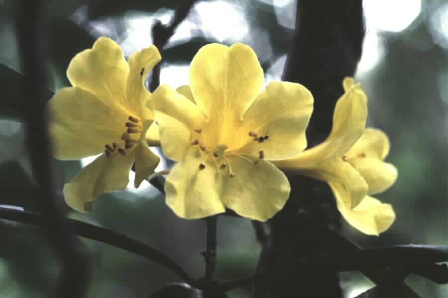 Rhododendron
