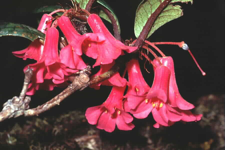 Rhododendron