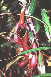 Nepenthes tentaculata