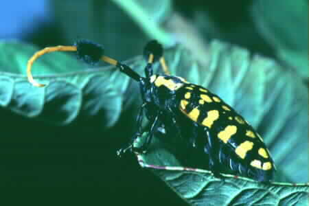Epepeotus togatus