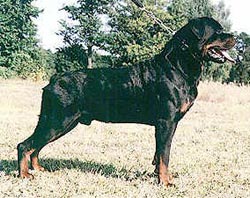 Faiter Erfolg kennel ::: Rottweilers