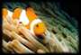 False Clownfish
