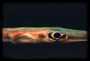 Sleeping Trumpetfish