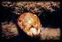 Cowry Shell