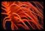 Tubeworm