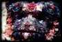 Scorpionfish