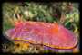 Nudibranch