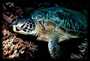 Green Turtle