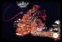Scorpionfish