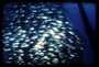 Shoal of Oxeye Scad