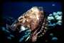Pharaoh Cuttlefish (Sepia)