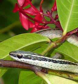 Antillophis parvifrons, serpiente endmica.