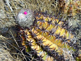 Melocactus communis