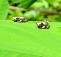 Osteophilus dominicensis, ranita endmica.