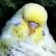 Picture Goldenface Fallow
