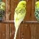 Picture Fallow Budgie