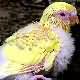 Picture Fallow Budgie