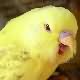 Fallow Budgerigar