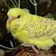 Picture Fallow Budgerigar