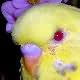 Fallow Budgerigar