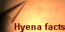 Hyena facts