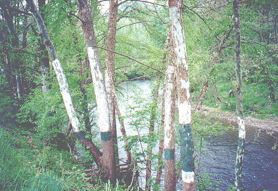 War, West Virginia; creek