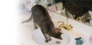 jax drinks in sink