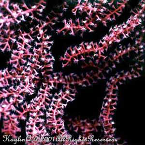 Acalycigorgia Sp.