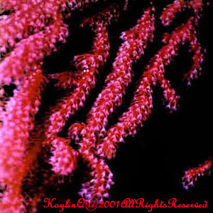 Acalycigorgia Sp.