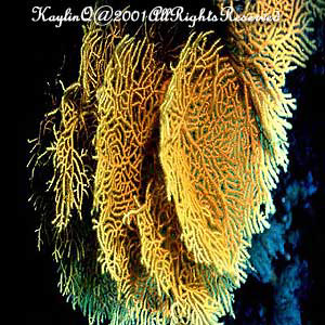 Melithaea Sp.