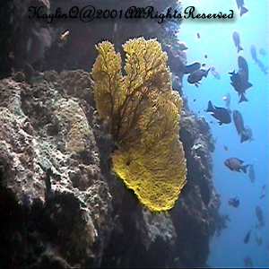 Melithaea Sp.