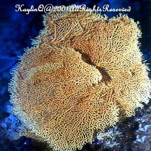 Melithaea Sp.