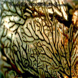 Fan Coral 1