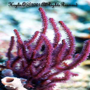 Fan Coral 3
