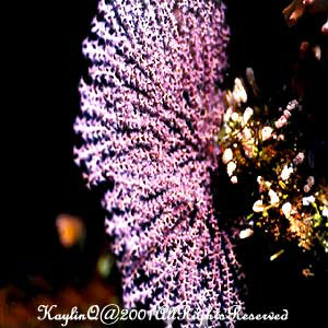 Fan Coral 4