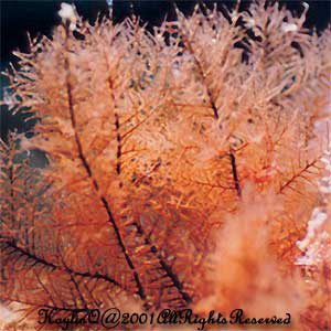 Fan Coral 5
