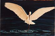 Egret