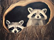 Racoons