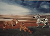 Lions & Zebra