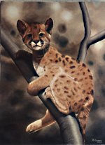 Mountain Lion cub