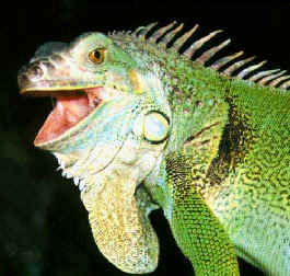 iguana.jpg (12954 bytes)